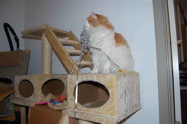 Maine Coon Durango - HAPS! billede 14