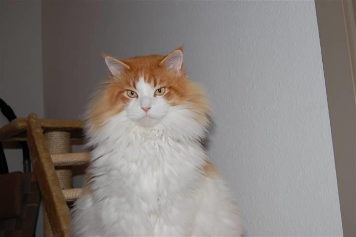 Maine Coon Durango - Tænker lige lidt over situationen hm hm  billede 15