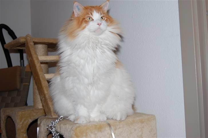 Maine Coon Durango - Vores dejlige bamsedreng :) billede 16