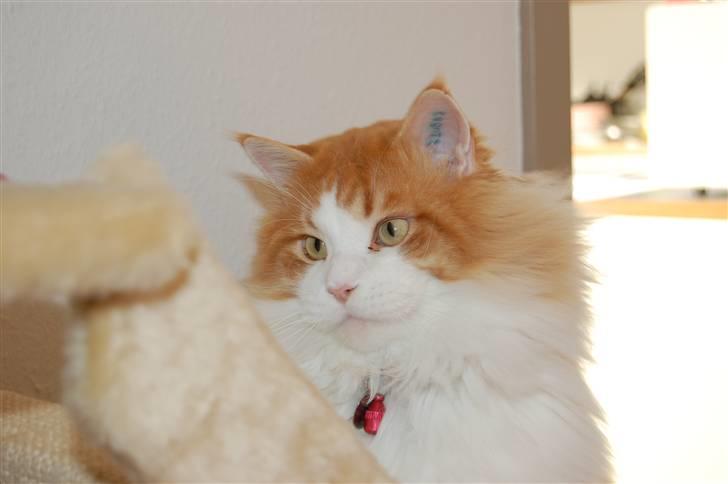 Maine Coon Durango billede 17