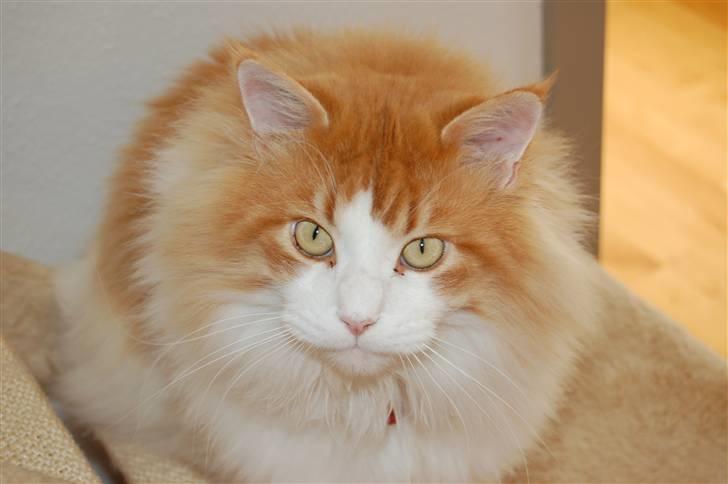 Maine Coon Durango - be om???? .... tættere på hundeøjne kan vi vist ikke komme :) billede 18