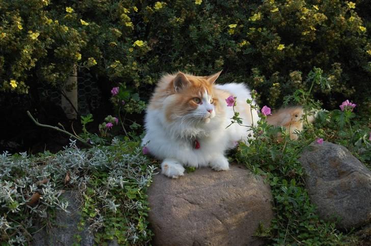 Maine Coon Durango - Sommer 2007 billede 19