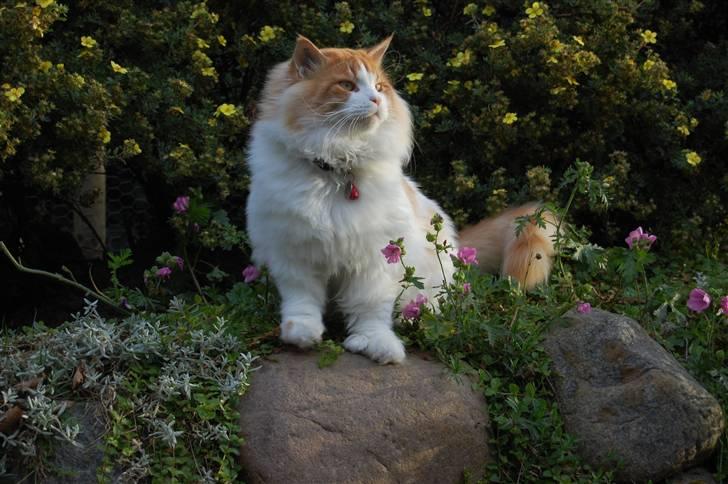 Maine Coon Durango - Sommer 2007 ...og åh hvor vi nyder det :) billede 20