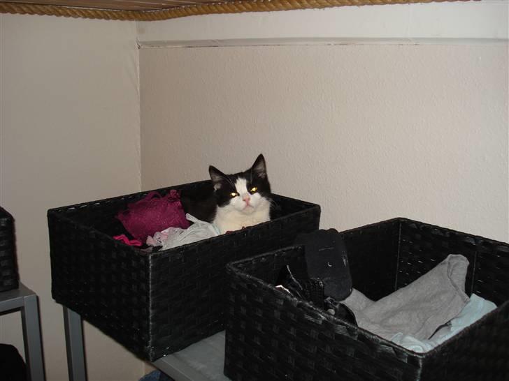 Blanding af racer Lille Missen  - Her hyger lille missen sig lige i mors undertøj hmmm :) billede 3