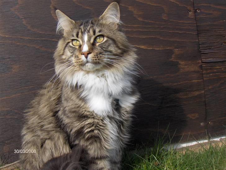 Maine Coon Hopeless Tribes Qato billede 8