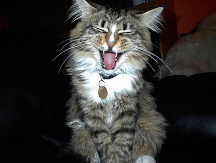 Maine Coon Hopeless Tribes Qato billede 9