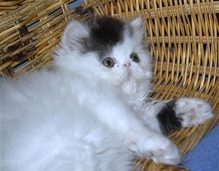 Perser Loepold billede 1