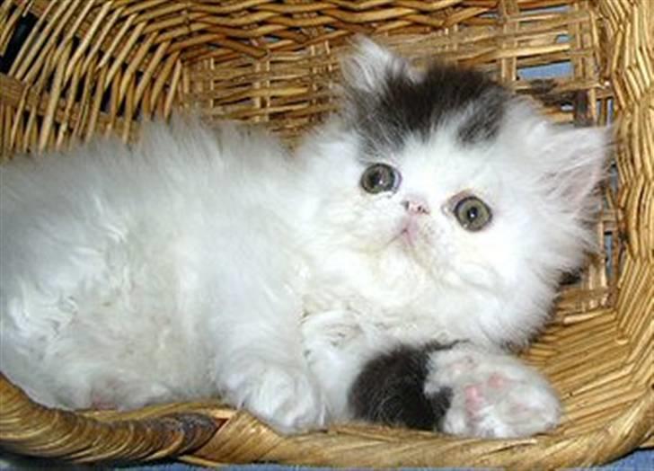 Perser Loepold billede 2