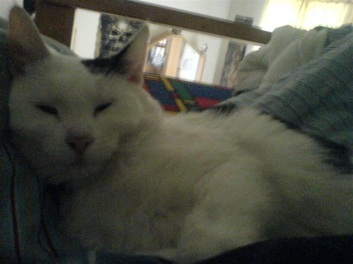 Huskat Bølle-Mis - er jeg ikk´ nuttet ? billede 6