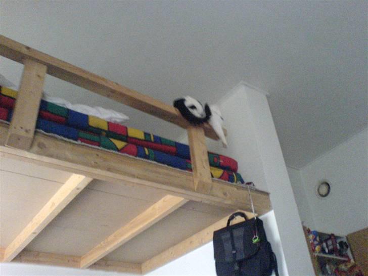 Huskat Bølle-Mis - det er godt nok langt ned.. billede 7