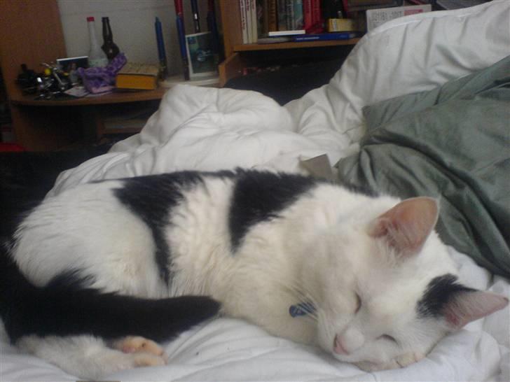 Huskat Bølle-Mis - Bølle der lige og passer på mig når jeg er syg :D  billede 8