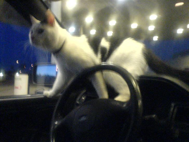 Huskat Bølle-Mis - ude at køre med far og mor .. billede 9