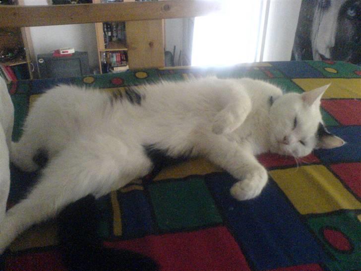 Huskat Bølle-Mis - nus mig på maven rrraaawww. billede 10