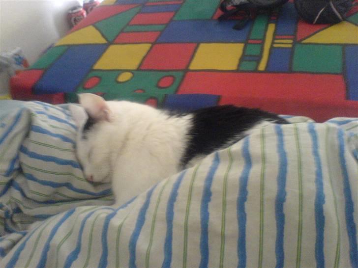 Huskat Bølle-Mis - Er han ikk´ sød når han putter under dynen?! billede 11