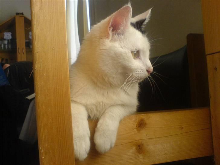 Huskat Bølle-Mis - nååhh.. billede 12