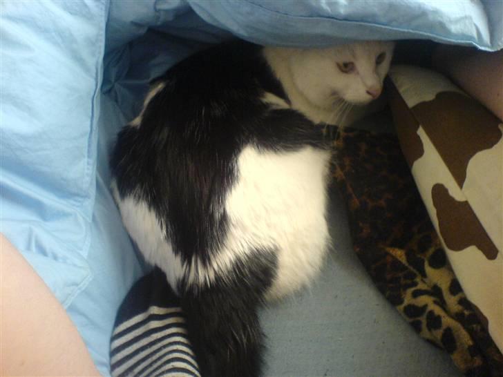 Huskat Bølle-Mis - titte bøøh..  billede 13