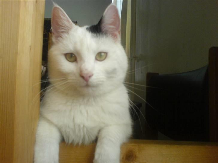 Huskat Bølle-Mis - :) billede 14