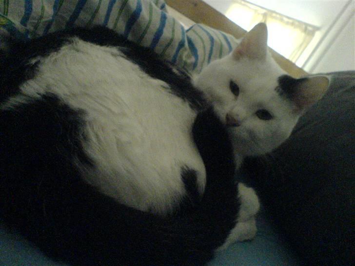 Huskat Bølle-Mis - dejlig misser. billede 15