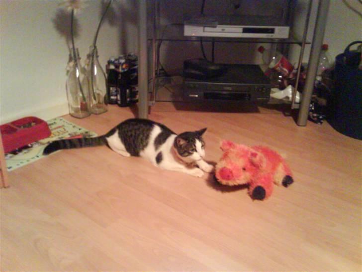 Huskat Mille billede 13