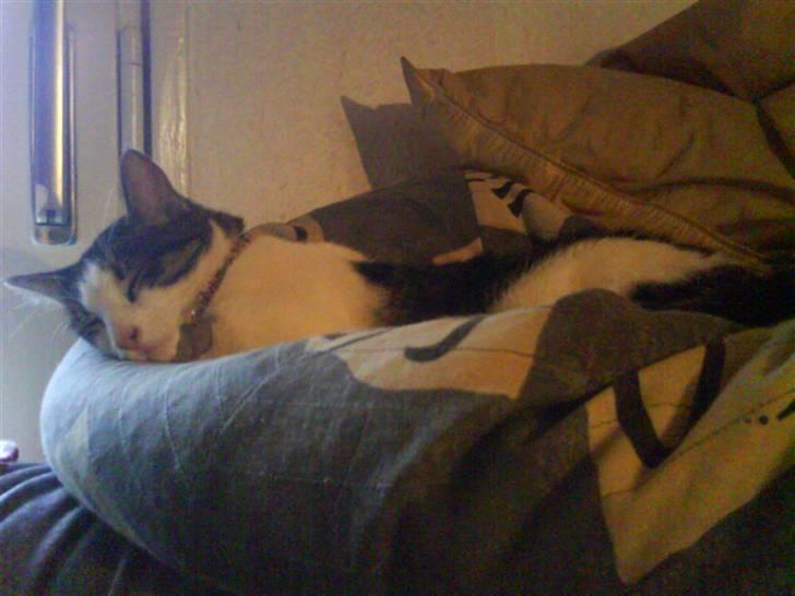 Huskat Mille billede 14