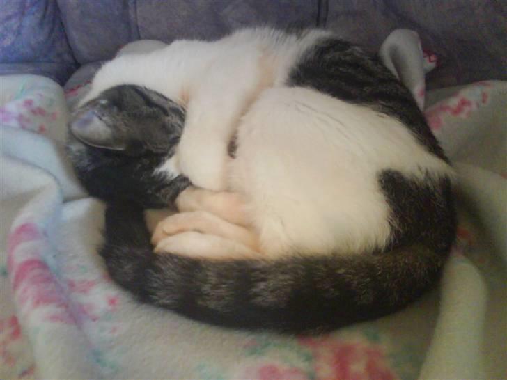 Huskat Mille billede 15