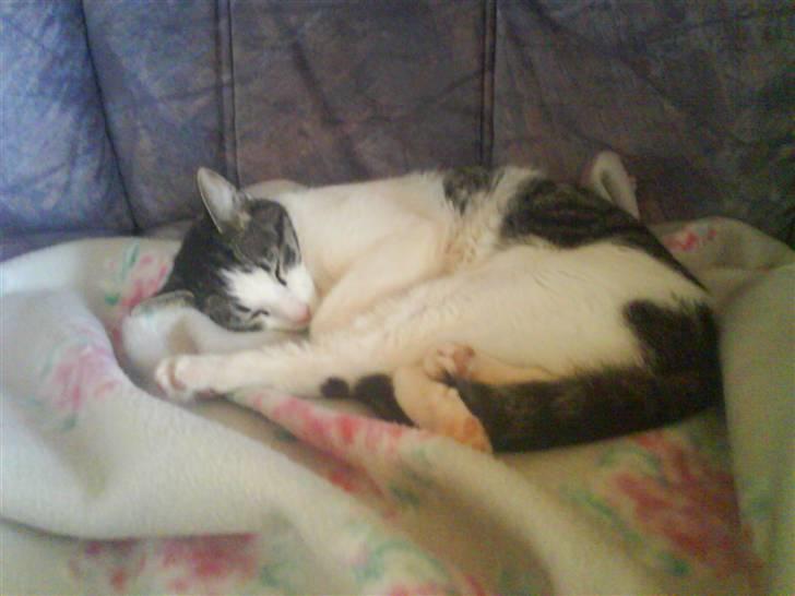 Huskat Mille billede 16