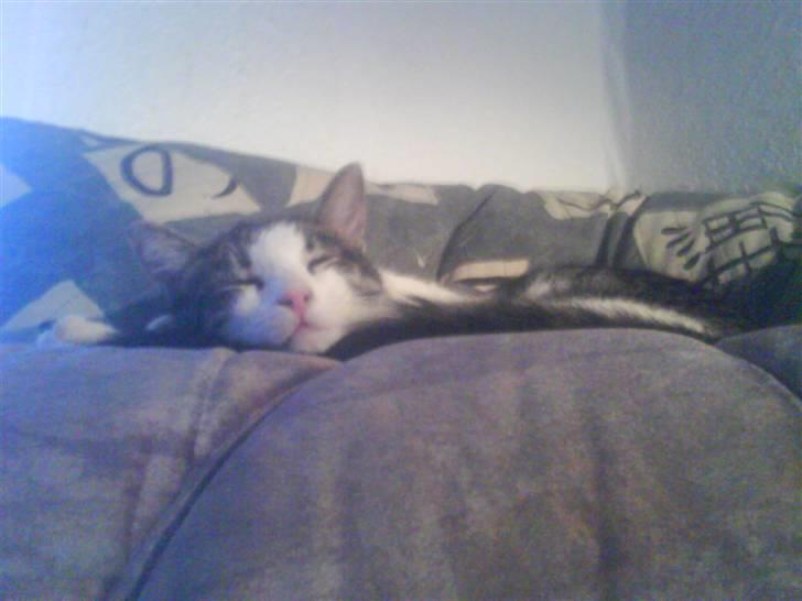 Huskat Mille billede 17