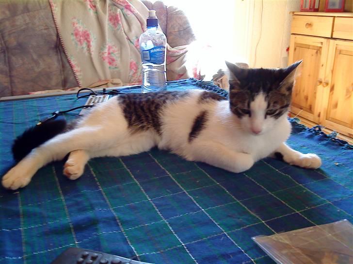 Huskat Mille billede 18