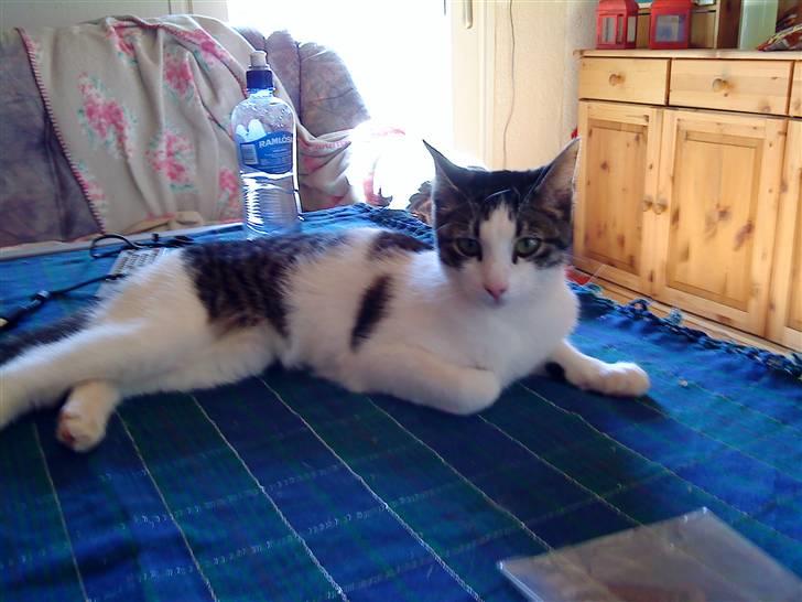 Huskat Mille billede 19