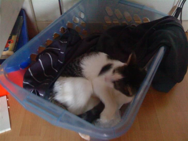 Huskat Mille billede 20