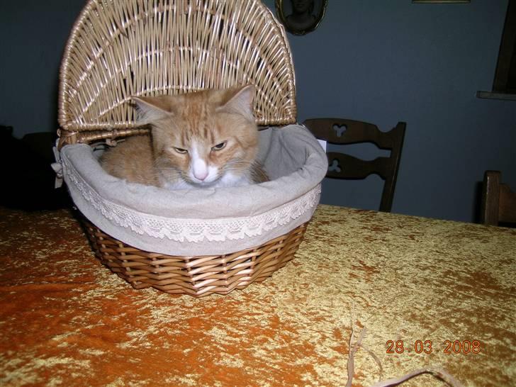 Norsk Skovkat Kajensas Miss Mille - jubii en ny kurv ( jeg må være på boret vi har besøg af stor hund, Celina) billede 14