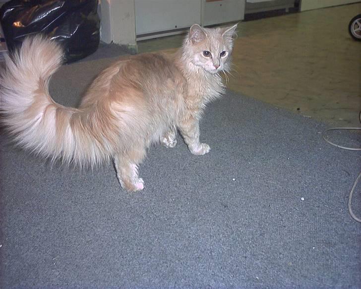 Blanding af racer pjuske R.I.P min elskede  billede 16