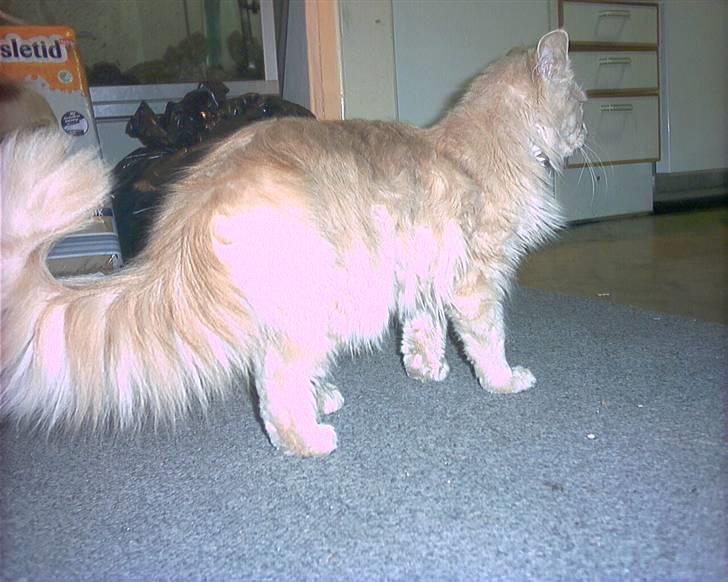 Blanding af racer pjuske R.I.P min elskede  billede 17