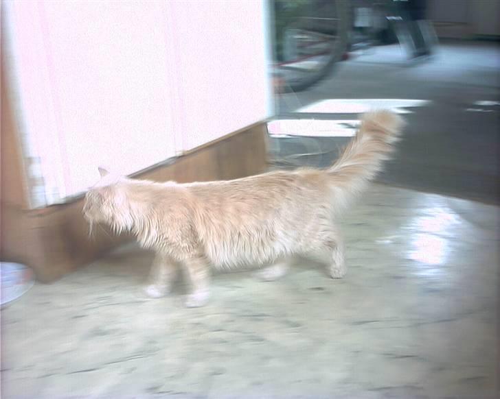 Blanding af racer pjuske R.I.P min elskede  billede 18