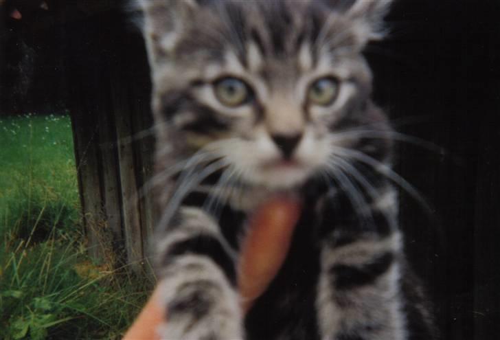 Blanding af racer Klunde DØD - meget lille! billede 6