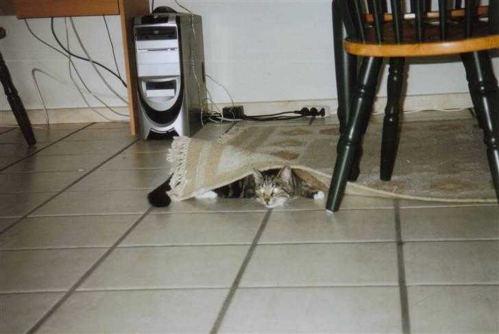 Blanding af racer Klunde DØD - Klunde under tæppet! billede 7