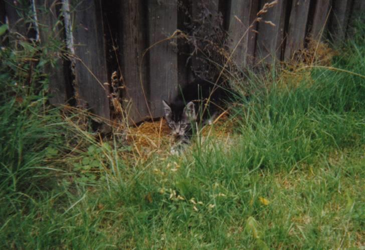 Blanding af racer Klunde DØD - Klunde lister ved hegnet billede 9