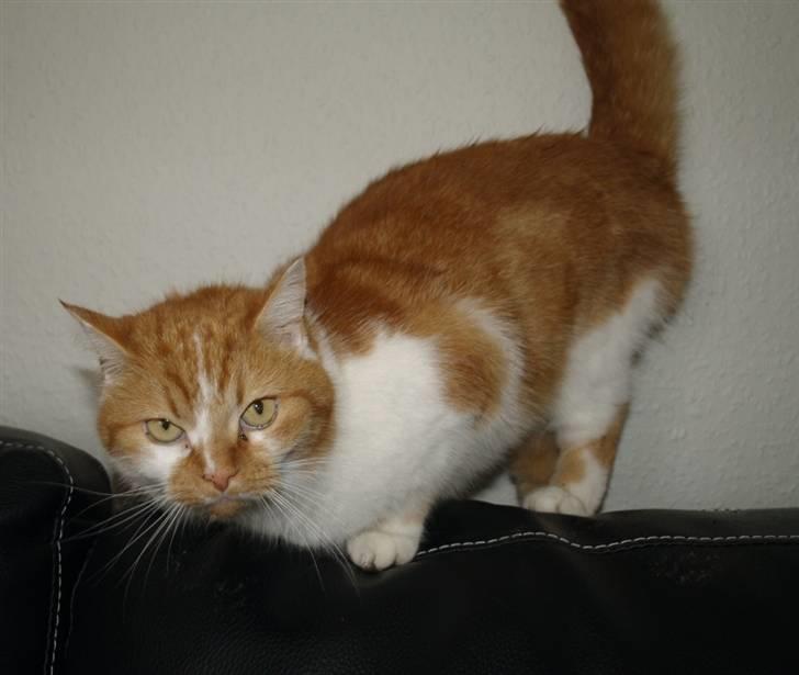 Blanding af racer Trud billede 4