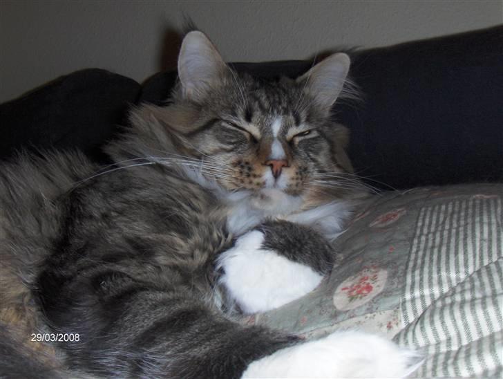 Maine Coon Hopeless Tribes Qato billede 10