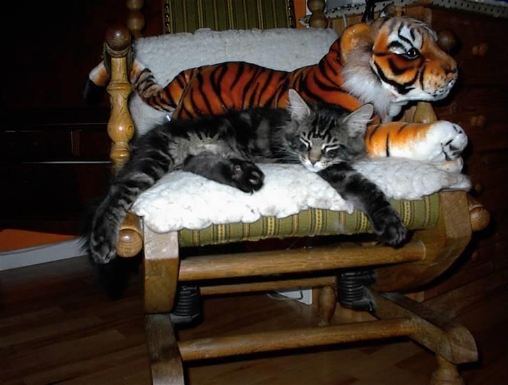 Maine Coon Red Line's Santee Sioux  billede 18