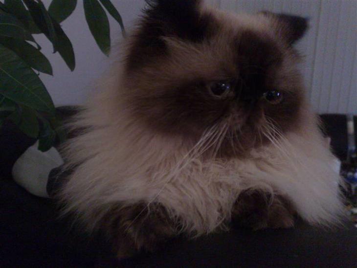 {{currentPhoto.altText}} billede {{currentPhoto.number}}