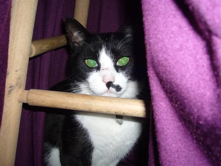 {{currentPhoto.altText}} billede {{currentPhoto.number}}