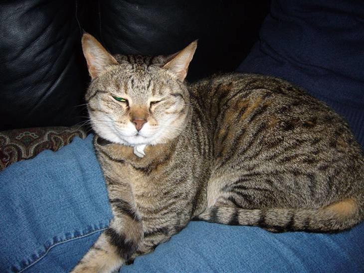 {{currentPhoto.altText}} billede {{currentPhoto.number}}