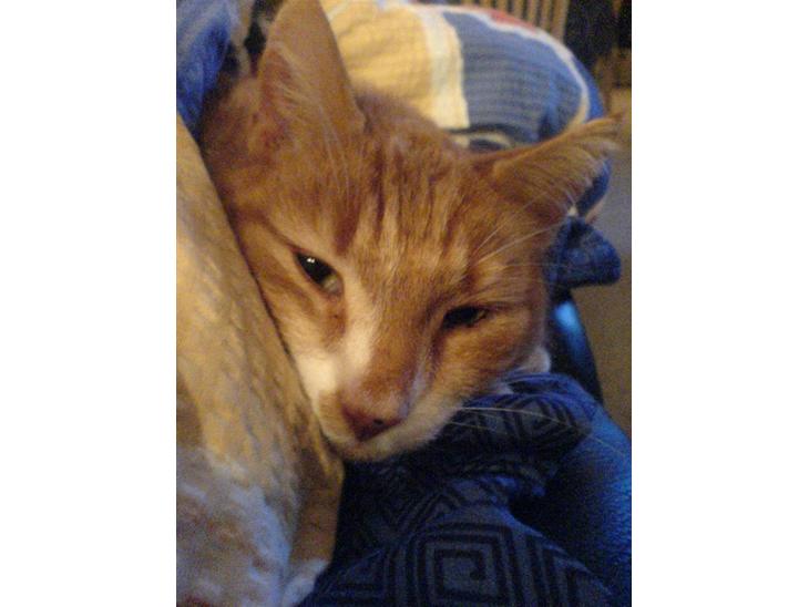 Blanding af racer Garfield <3 Død billede 1