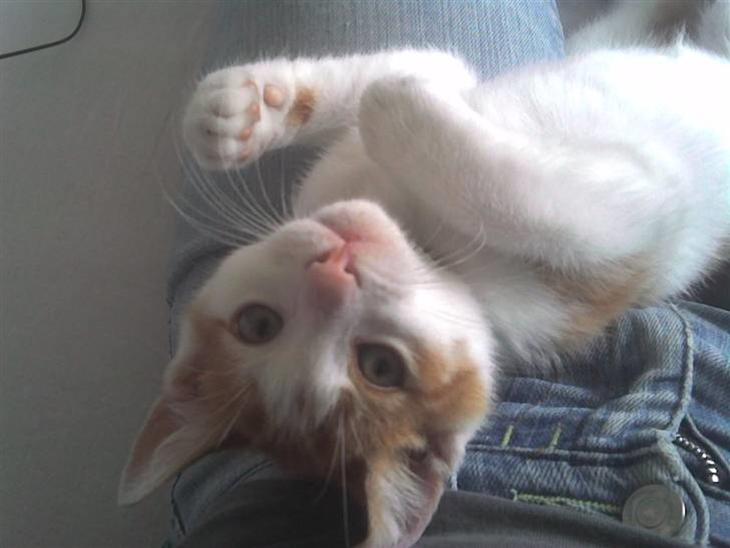 {{currentPhoto.altText}} billede {{currentPhoto.number}}