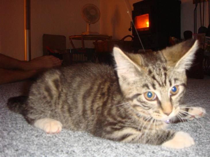 {{currentPhoto.altText}} billede {{currentPhoto.number}}