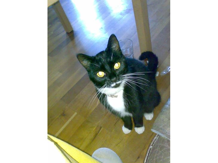 Huskat Lille My billede 1