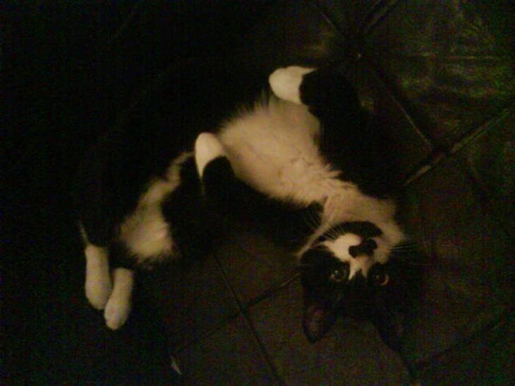 Huskat Toby billede 1