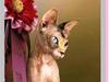 Sphynx Piacenca Coffee