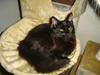 Maine Coon cassiopeia